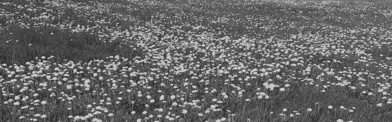 Hero image for About section showing black and white photograph of blooming dandelion field