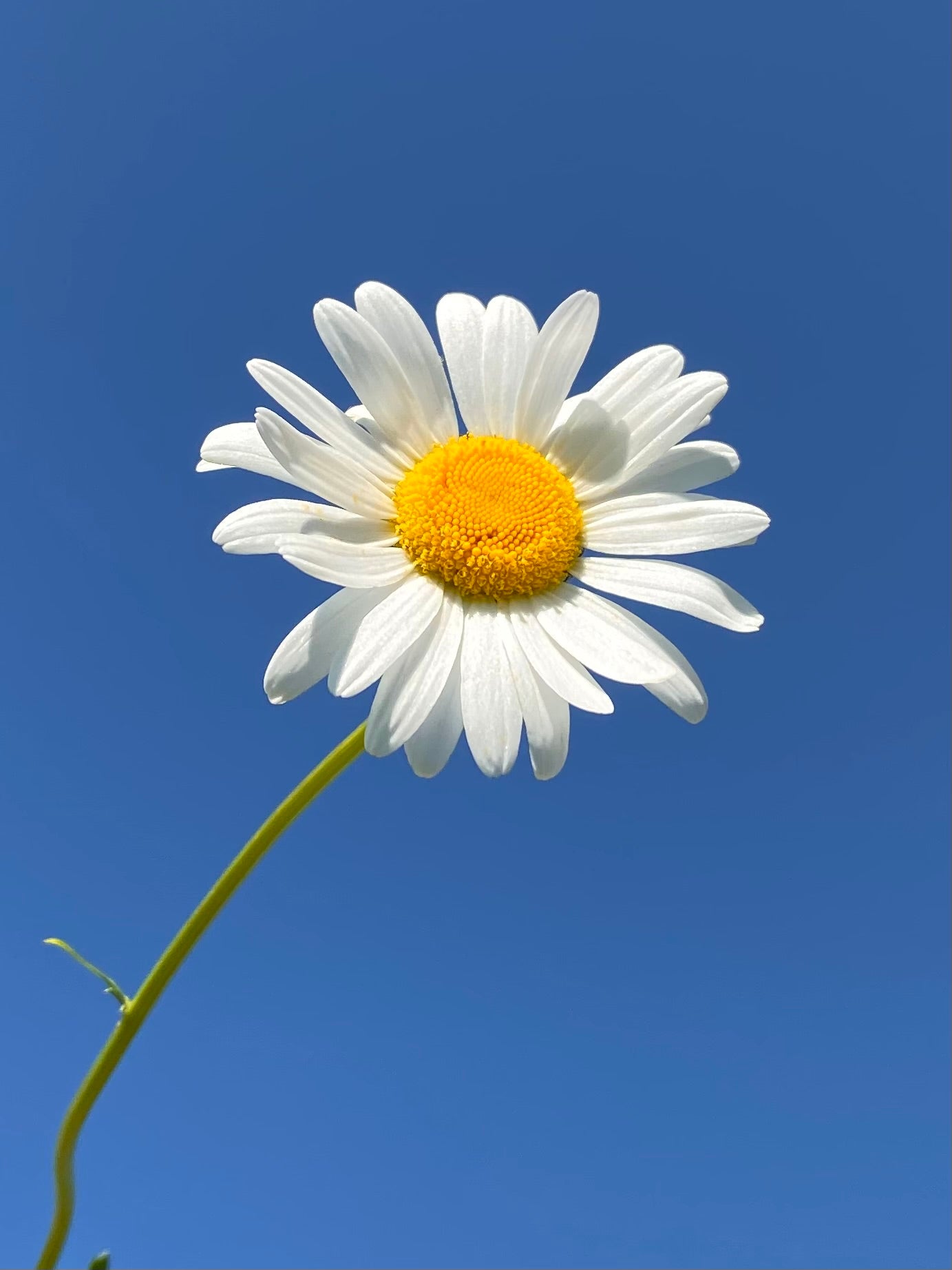 White daisy flower with a yellow center against a clear blue sky