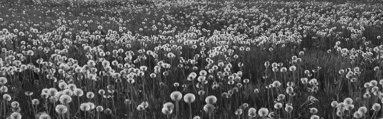 Black and white wallpaper image of dandelions covered in seeds, mood image for shop page