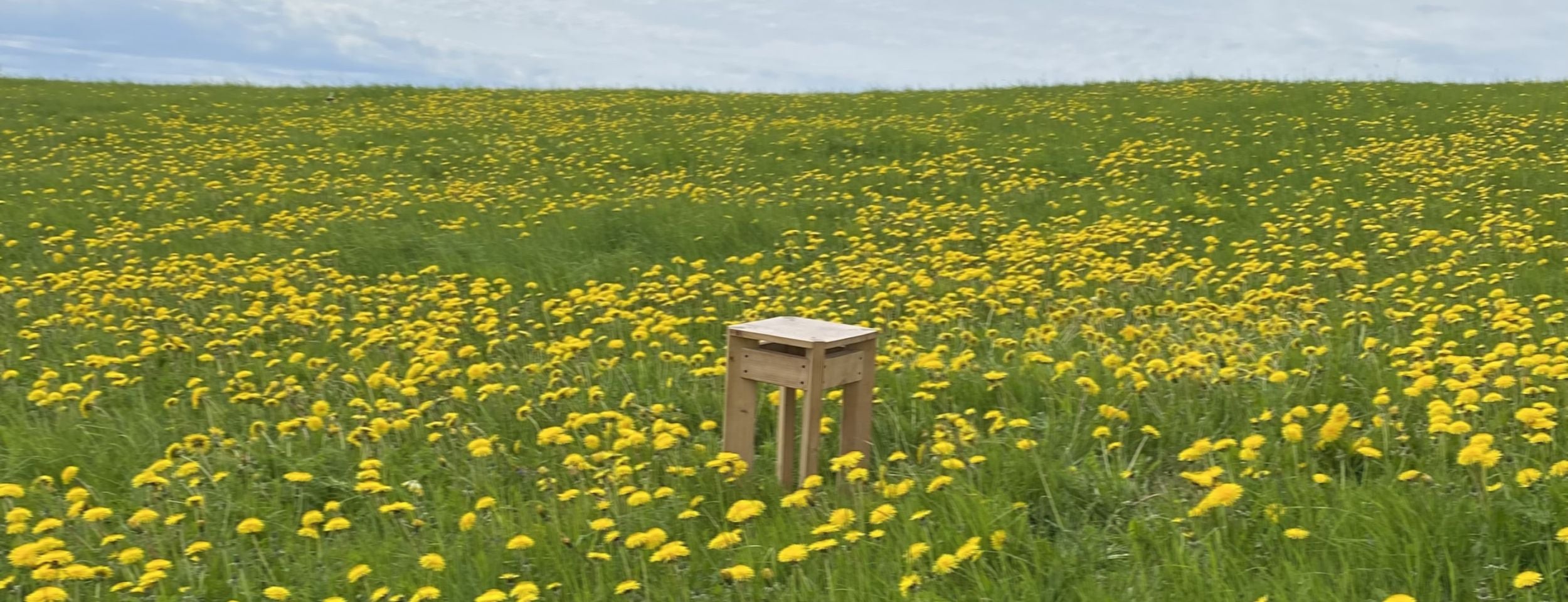 Mood photo of wooden stool in a field of yellow dandelion flowers with a clear sky.