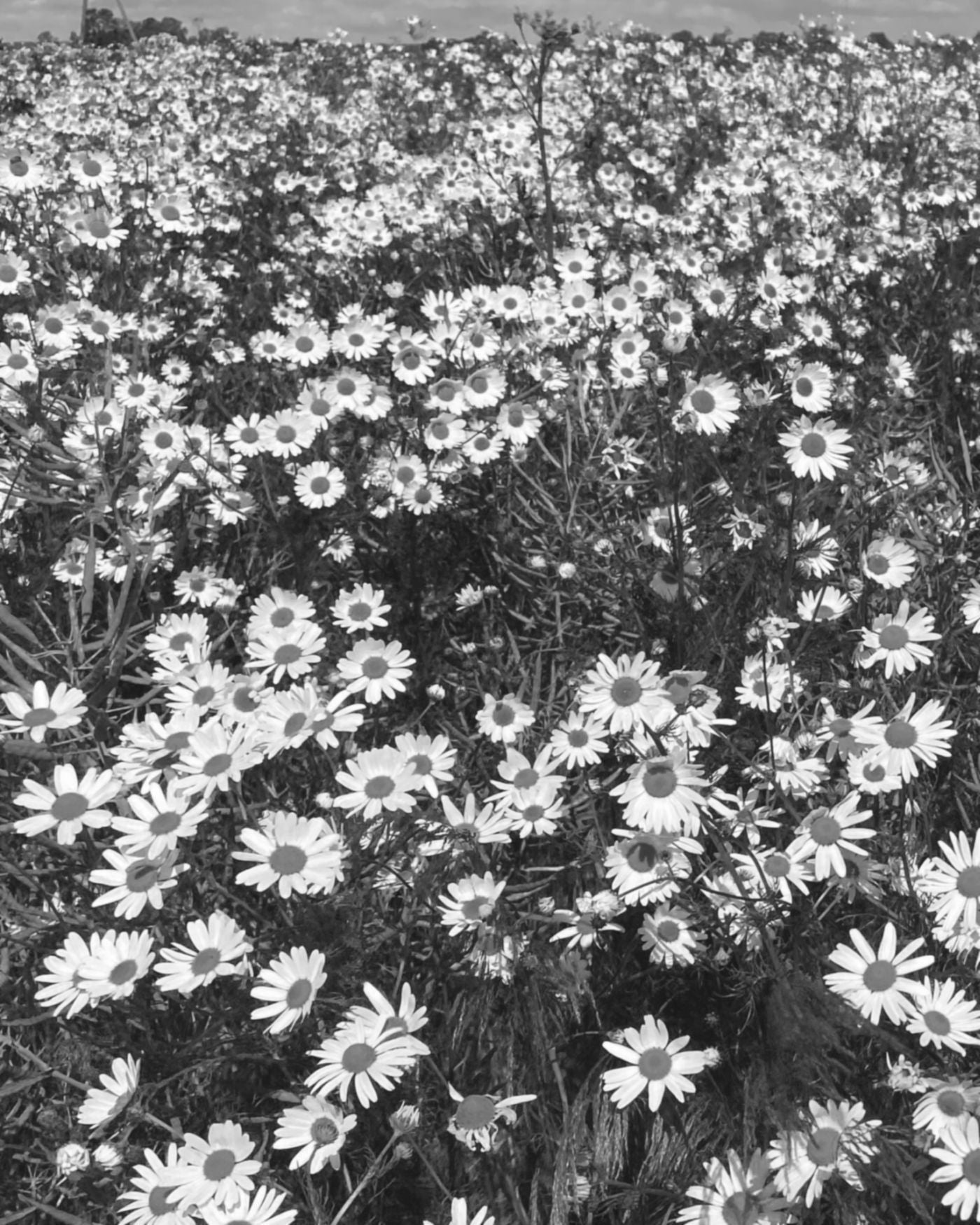 Black and white mood photo of a field of daisy flowers