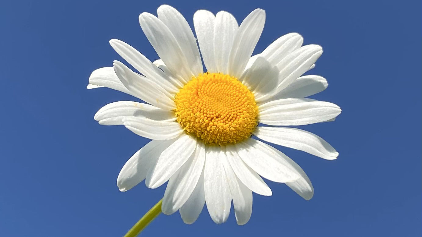 Mood hero image with white daisy flower with a yellow center against a clear blue sky