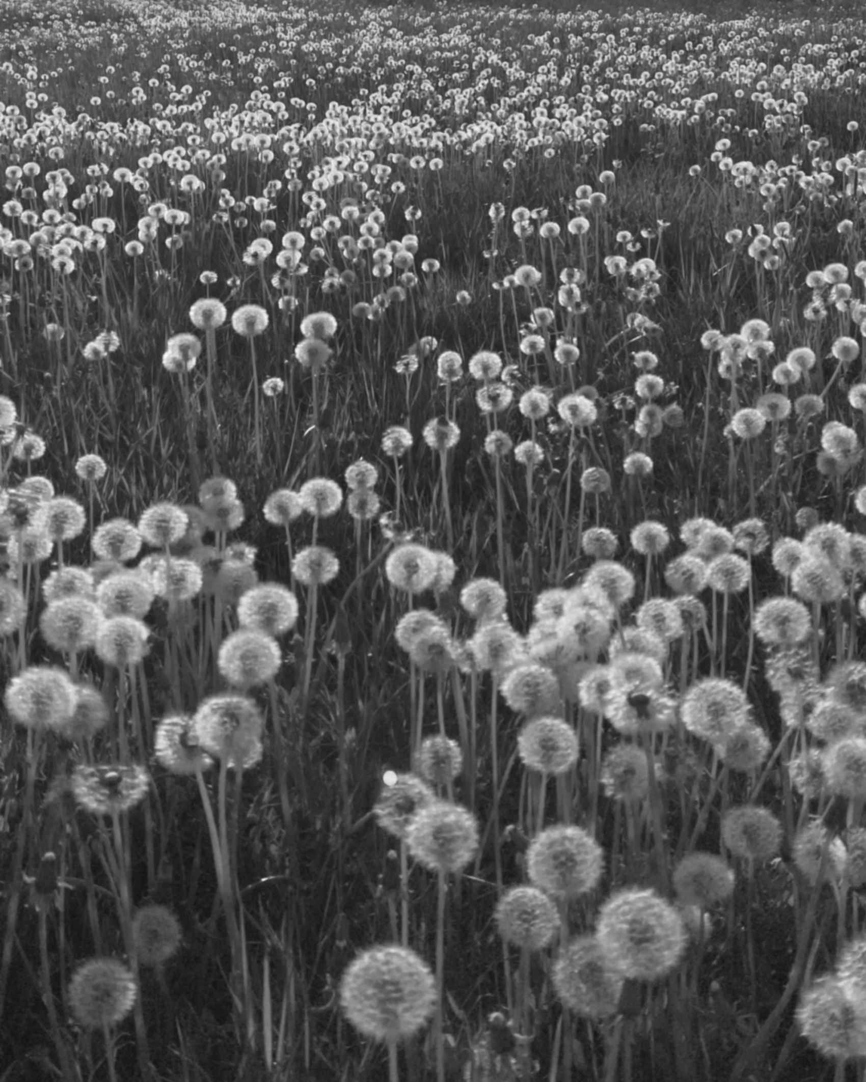 Black and white mood image with field of dandelions 