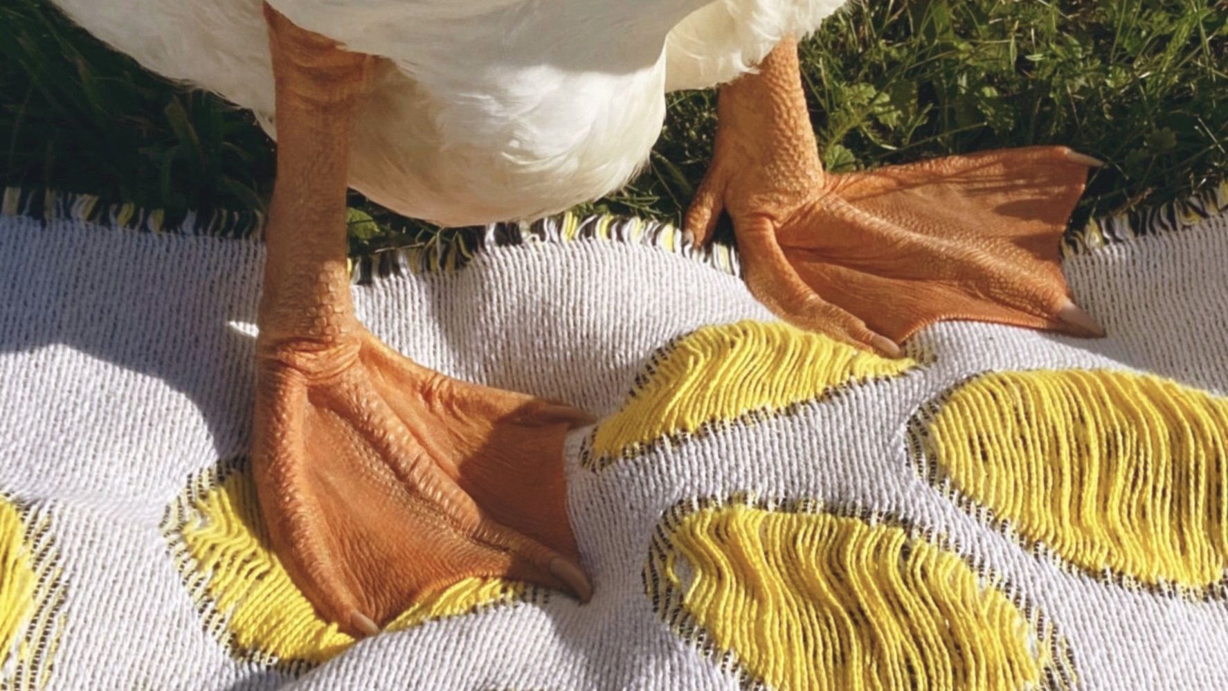 Mood photo of a goose feet on a blanket with green grass in the background