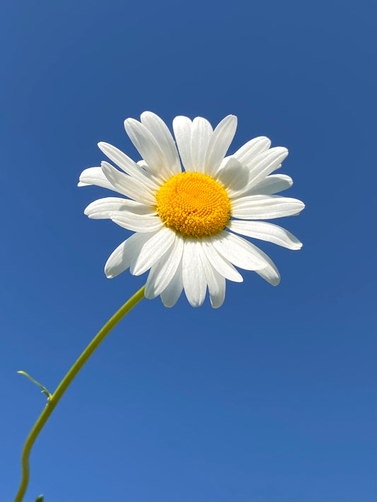 White daisy flower with a yellow center against a clear blue sky