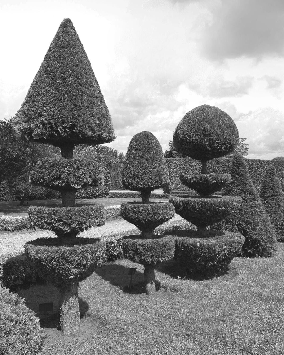Mood photo of topiary garden with various shaped bushes in a formal garden setting.